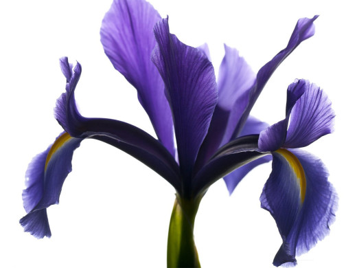 654040 (a): :1600x1200